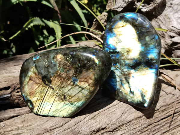 Polished Labradorite Standing Free Forms x 2 From Tulear, Madagascar - Toprock Gemstones and Minerals 