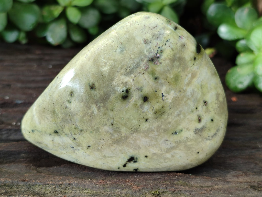 Polished Leopard Stone Free Forms x 4 From Nyanga, Zimbabwe - Toprock Gemstones and Minerals 