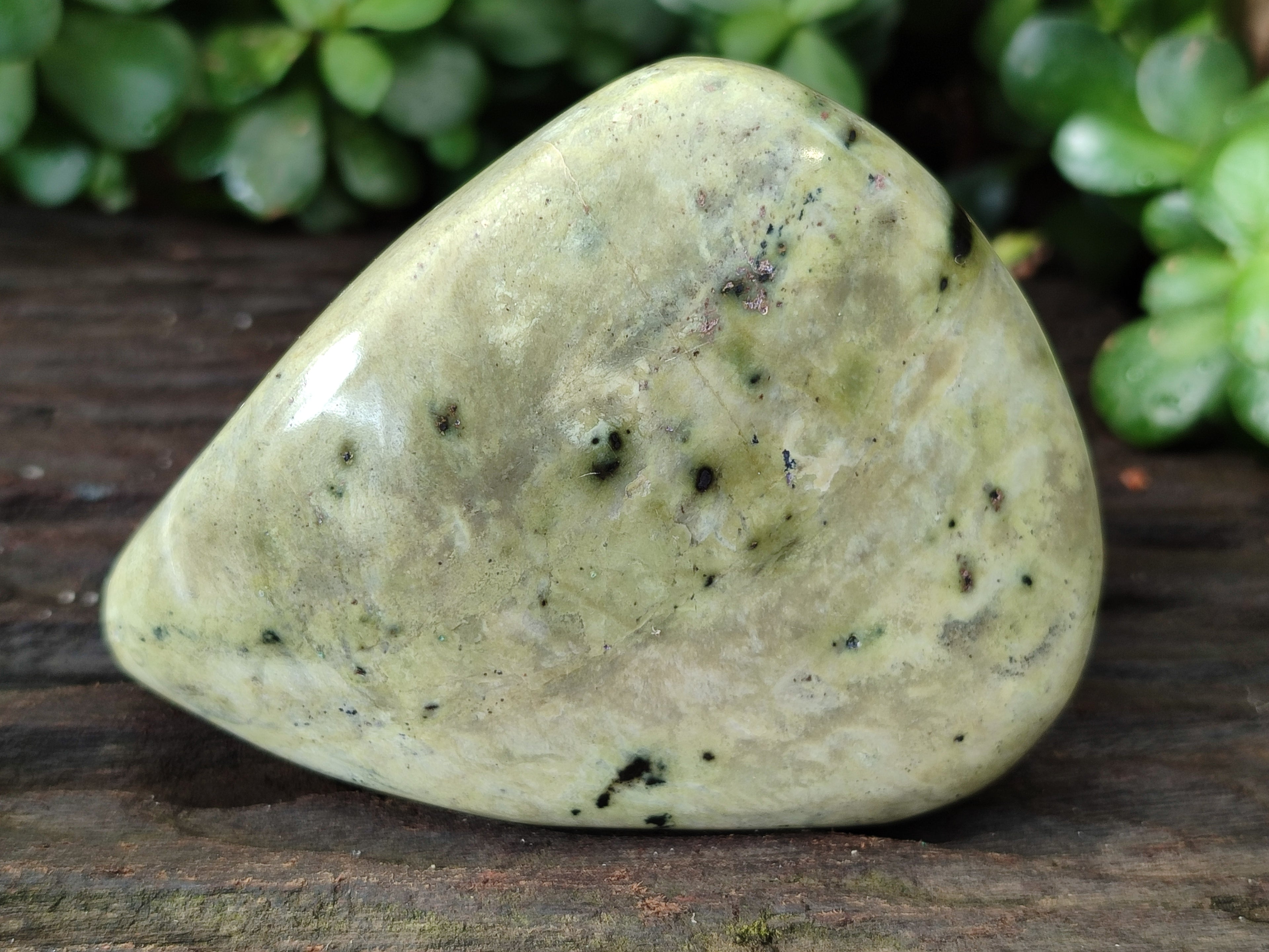 Polished Leopard Stone Free Forms x 4 From Nyanga, Zimbabwe - Toprock Gemstones and Minerals 