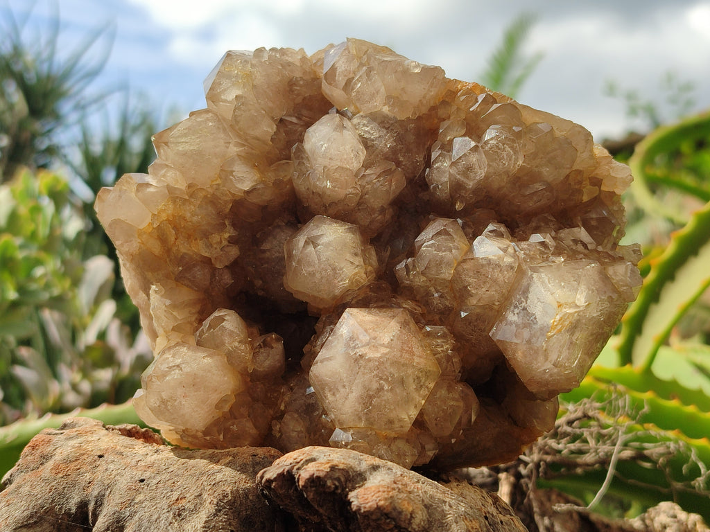 Natural Smokey Phantom Quartz Cluster x 1 From Luena, Congo - Toprock Gemstones and Minerals 