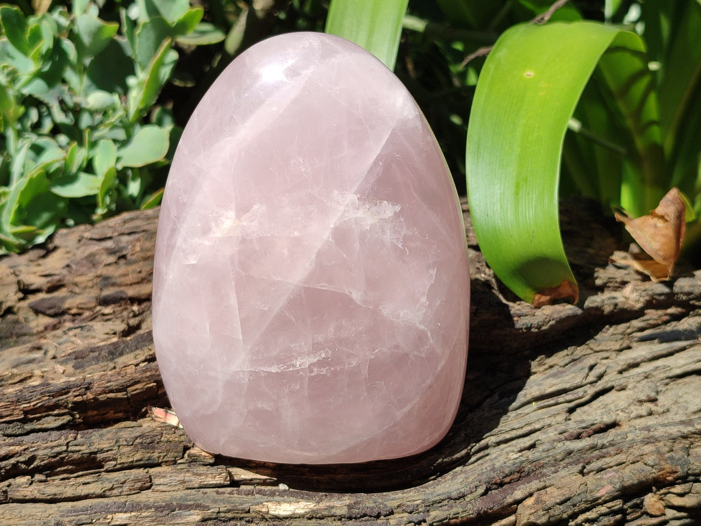 Polished Rose Quartz Standing Free Forms x 3 From Madagascar - Toprock Gemstones and Minerals 