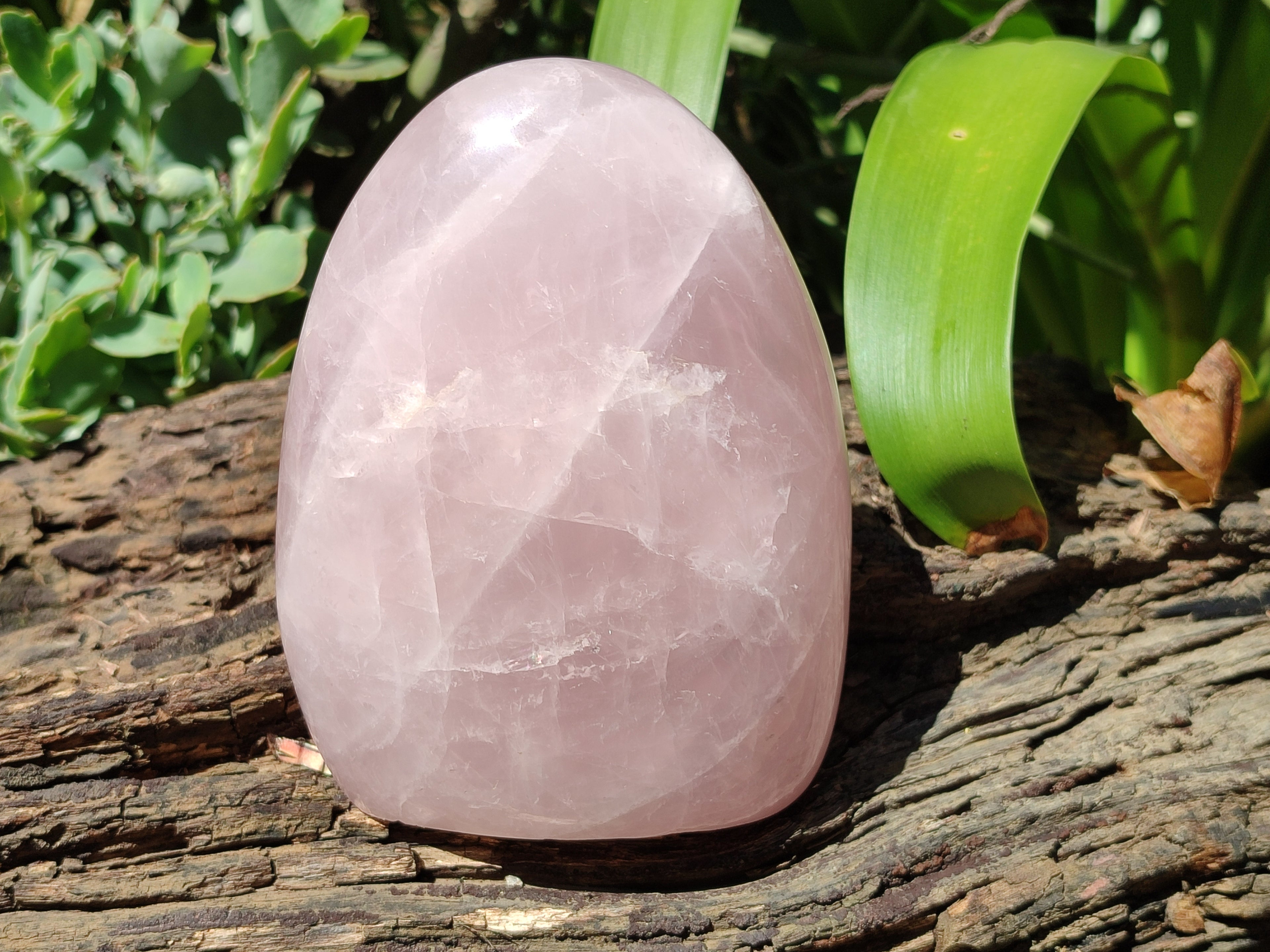 Polished Rose Quartz Standing Free Forms x 3 From Madagascar - Toprock Gemstones and Minerals 