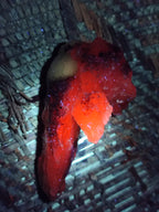 Natural Drusy Quartz Coated Calcite Pseudomorph Specimens x 12 From Alberts Mountain, Lesotho - Toprock Gemstones and Minerals 