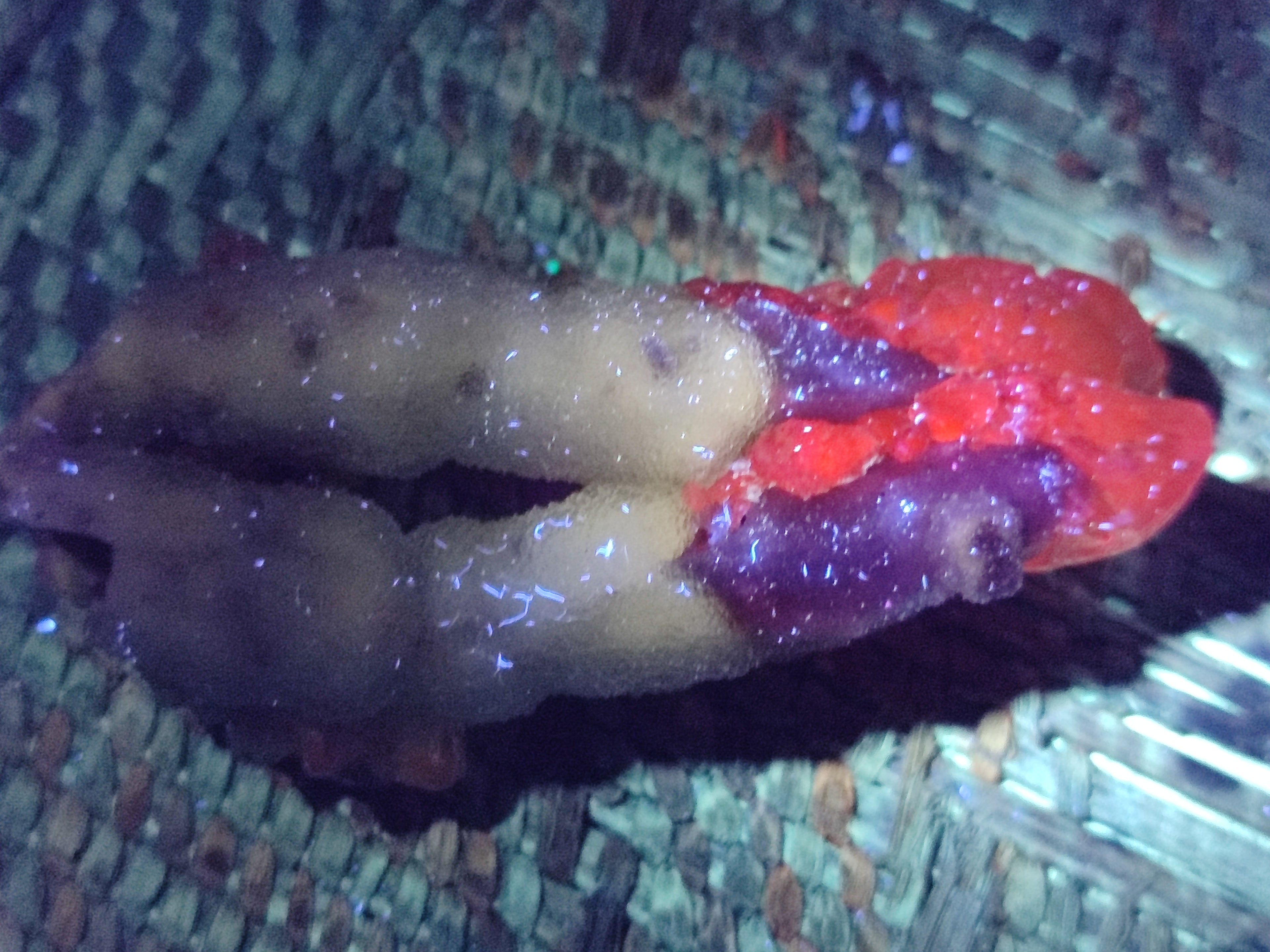 Natural Drusy Quartz Coated Calcite Pseudomorph Specimens x 12 From Alberts Mountain, Lesotho - Toprock Gemstones and Minerals 