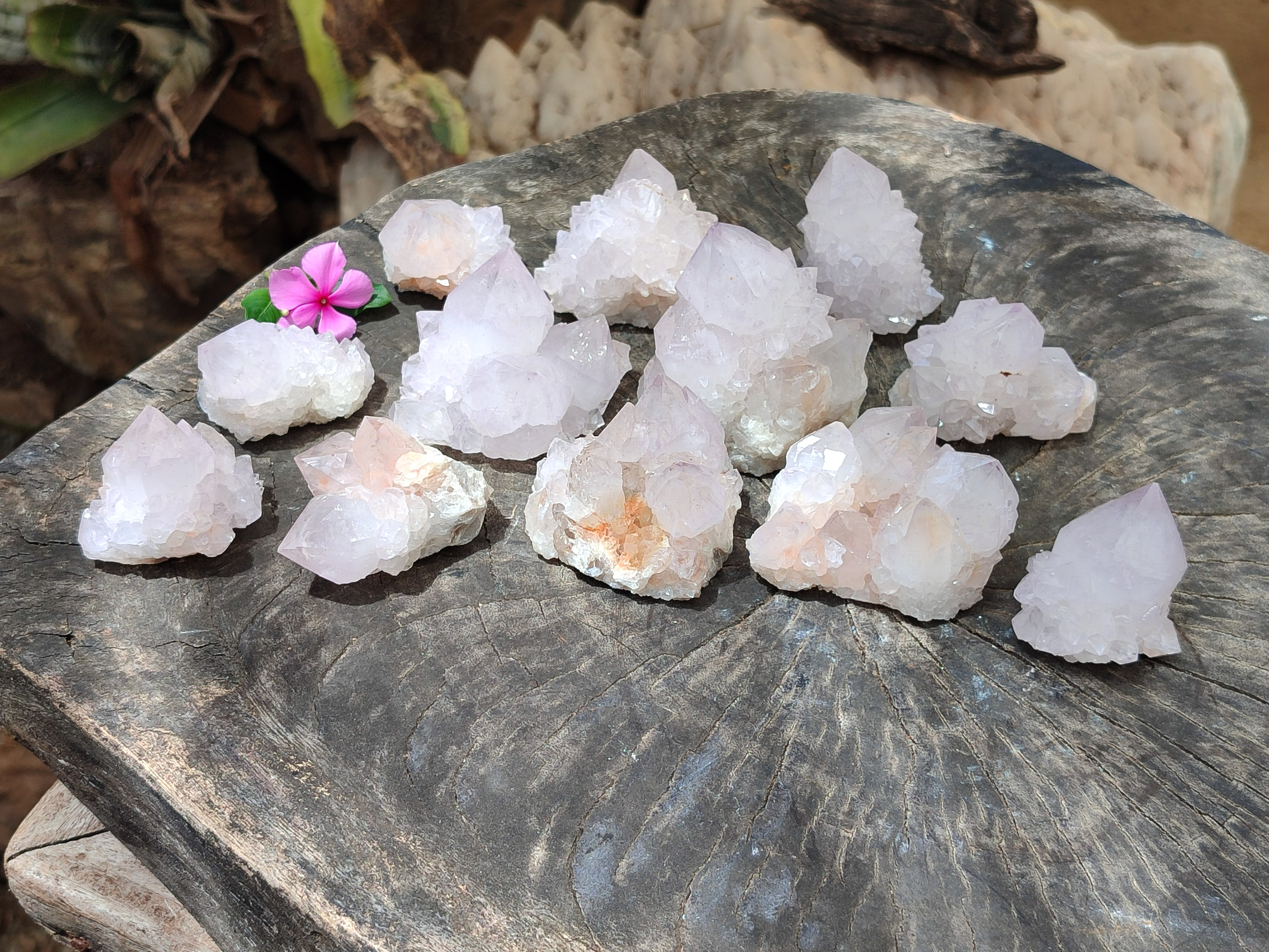 Natural Cactus Flower Spirit Quartz Clusters x 12 From South Africa - Toprock Gemstones and Minerals 