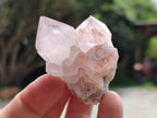 Natural Cactus Flower Spirit Quartz Clusters x 12 From South Africa - Toprock Gemstones and Minerals 
