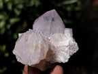 Natural Cactus Flower Spirit Quartz Clusters x 12 From South Africa - Toprock Gemstones and Minerals 