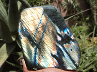 Polished Labradorite Standing Free Forms x 2 From Tulear, Madagascar - Toprock Gemstones and Minerals 