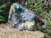 Polished Labradorite Standing Free Forms x 2 From Tulear, Madagascar - Toprock Gemstones and Minerals 