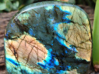 Polished Labradorite Standing Free Forms x 2 From Tulear, Madagascar - Toprock Gemstones and Minerals 