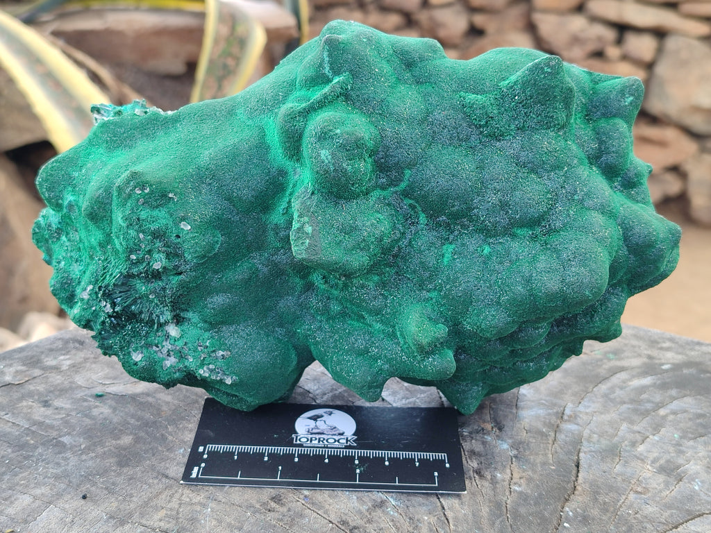 Natural Silky Malachite Stalactite Specimen With Chrysocolla x 1 From Kasompe, Congo - Toprock Gemstones and Minerals 