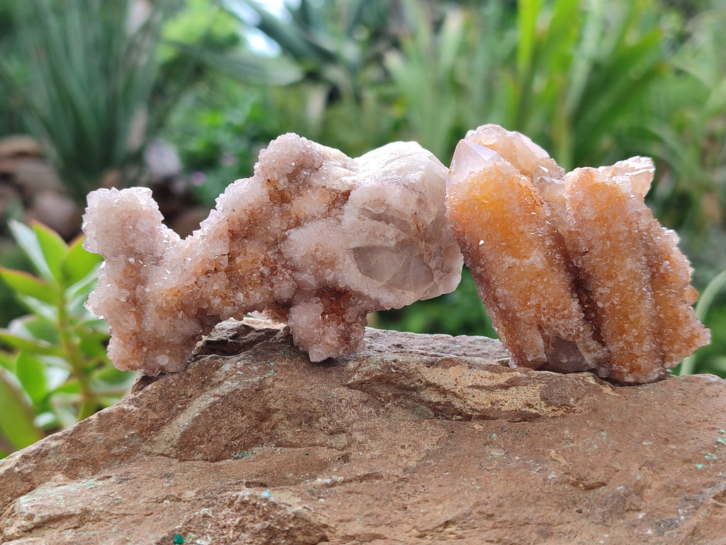 Natural Spirit Quartz Clusters x 12 From Boekenhouthoek, South Africa - Toprock Gemstones and Minerals 