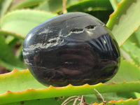 Polished Pharaoh Stone Free Forms x 12 Zimbabwe - Toprock Gemstones and Minerals 