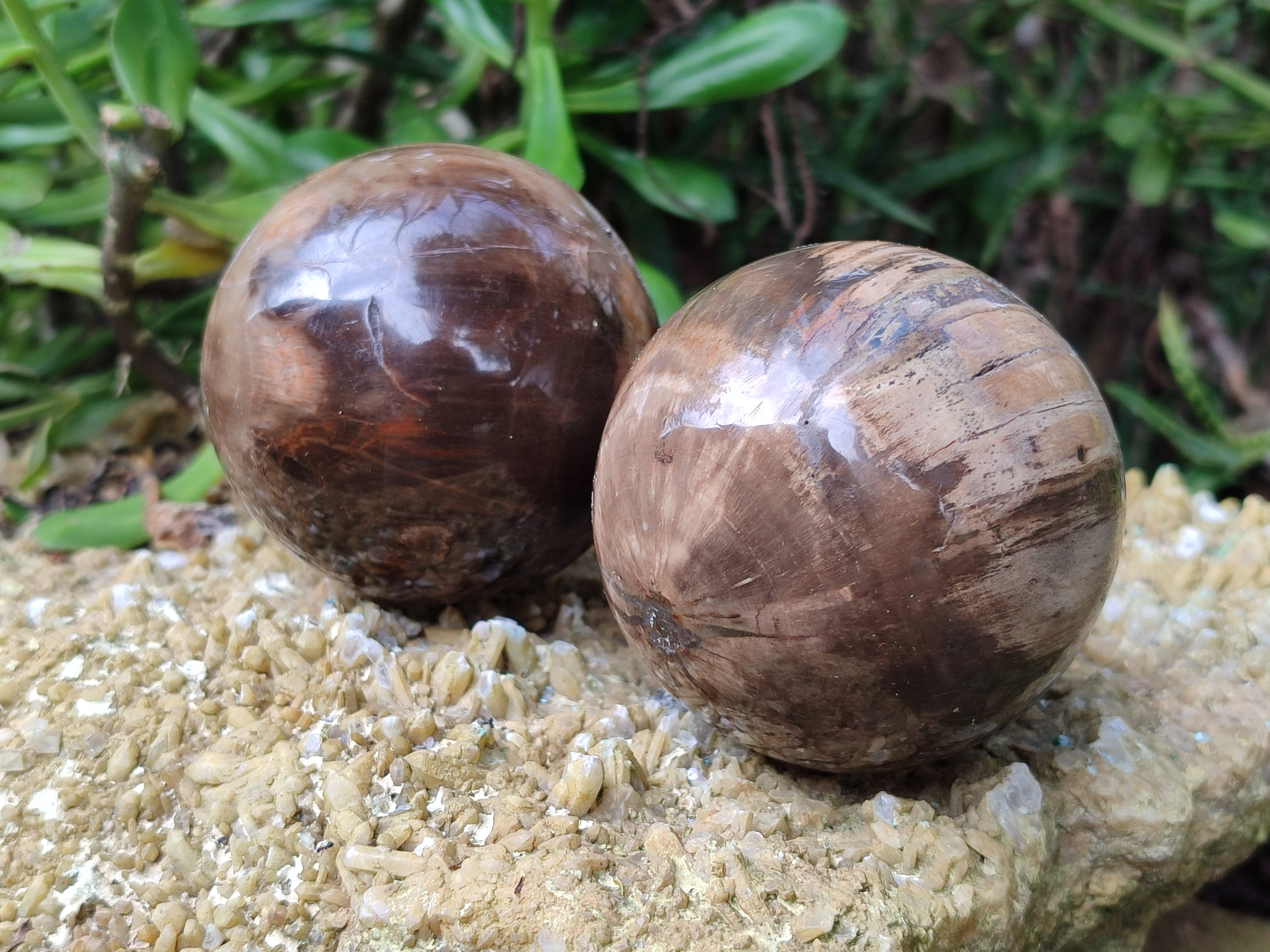 Polished Podocarpus Petrified Wood Spheres x 3 From Mahajanga, Madagascar - Toprock Gemstones and Minerals 