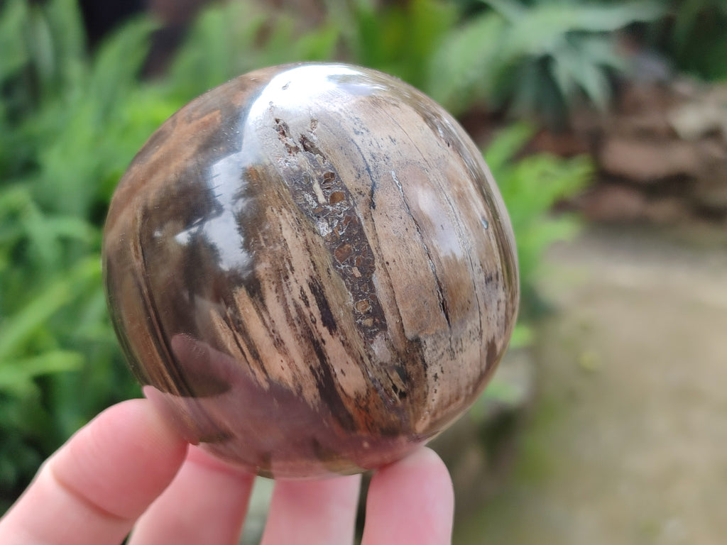 Polished Podocarpus Petrified Wood Spheres x 3 From Mahajanga, Madagascar - Toprock Gemstones and Minerals 