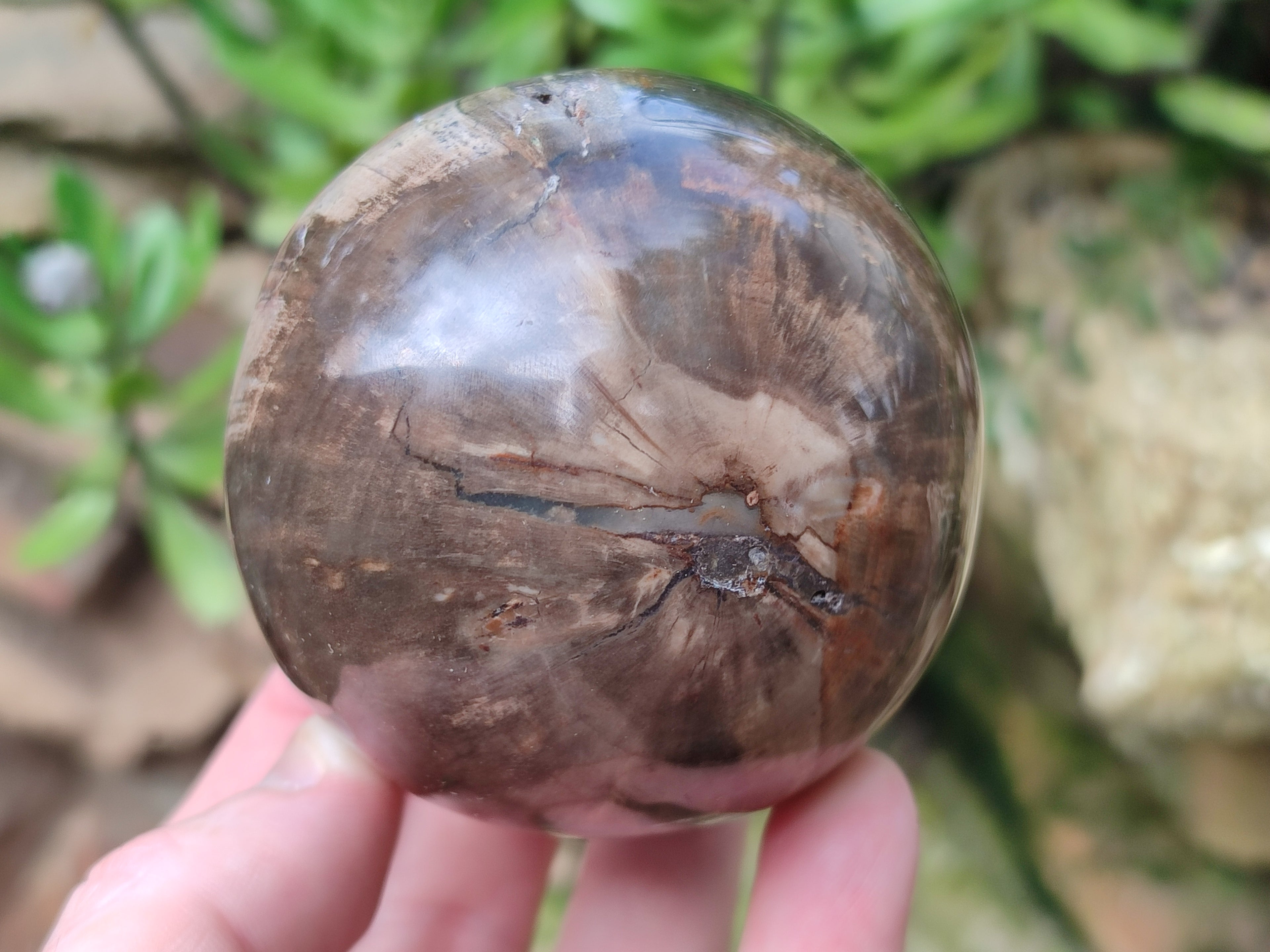 Polished Podocarpus Petrified Wood Spheres x 3 From Mahajanga, Madagascar - Toprock Gemstones and Minerals 