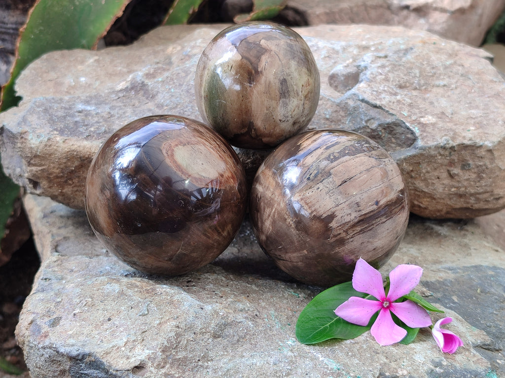 Polished Podocarpus Petrified Wood Spheres x 3 From Mahajanga, Madagascar - Toprock Gemstones and Minerals 