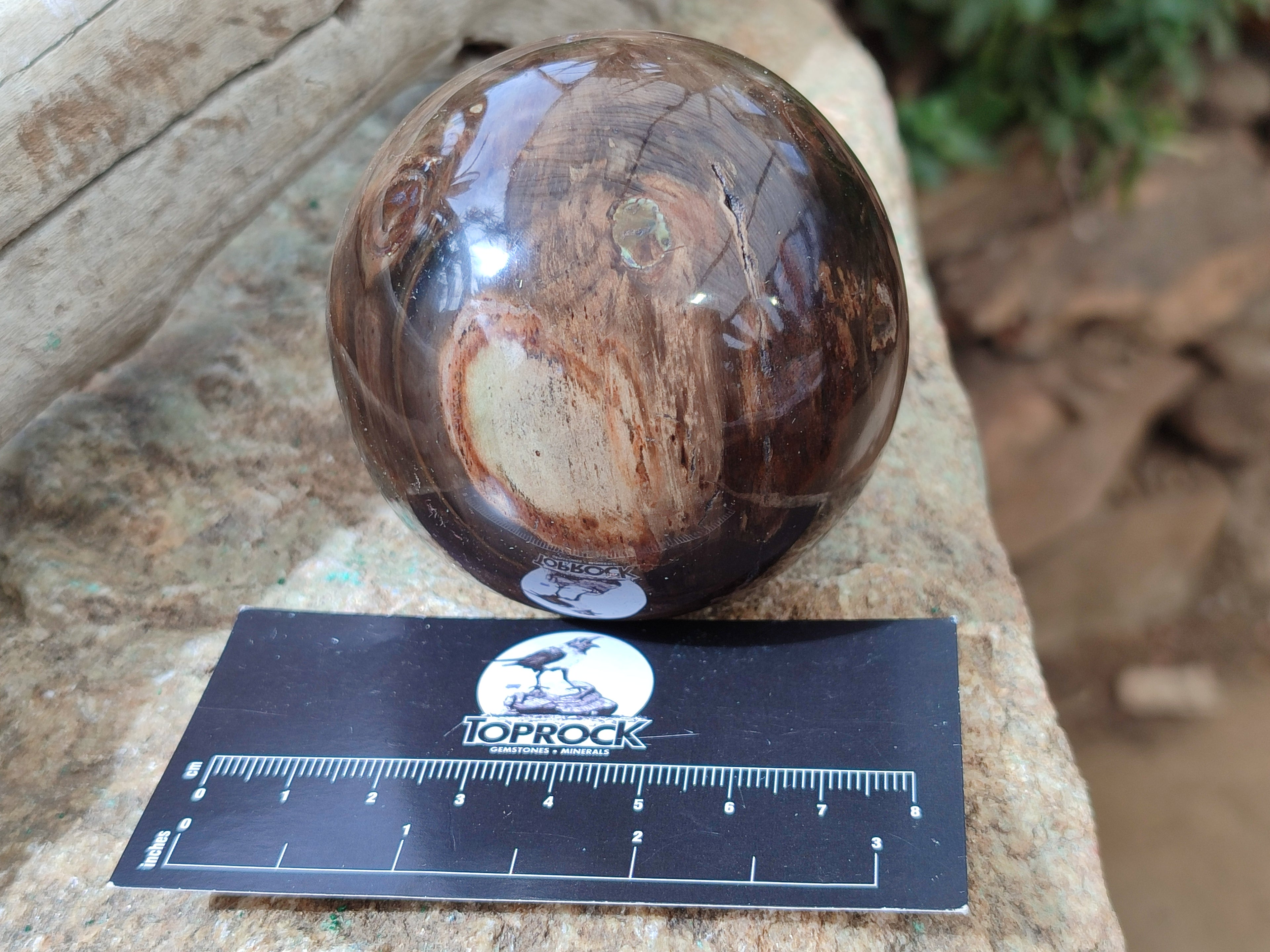 Polished Podocarpus Petrified Wood Spheres x 3 From Mahajanga, Madagascar - Toprock Gemstones and Minerals 