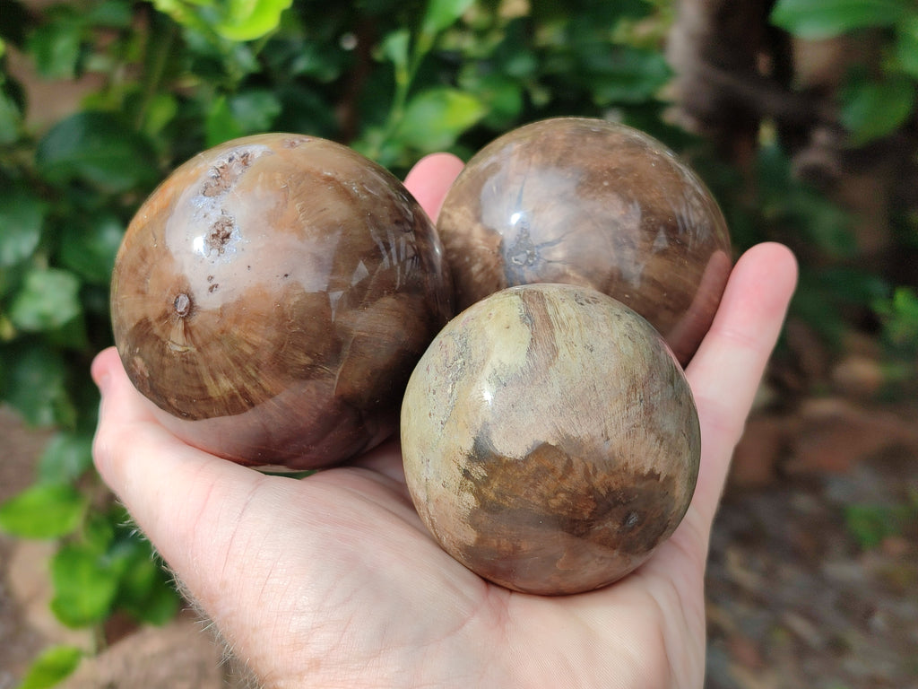 Polished Podocarpus Petrified Wood Spheres x 3 From Mahajanga, Madagascar - Toprock Gemstones and Minerals 