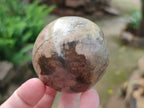 Polished Podocarpus Petrified Wood Spheres x 3 From Mahajanga, Madagascar - Toprock Gemstones and Minerals 