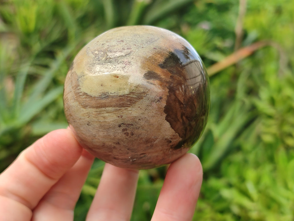 Polished Podocarpus Petrified Wood Spheres x 3 From Mahajanga, Madagascar - Toprock Gemstones and Minerals 