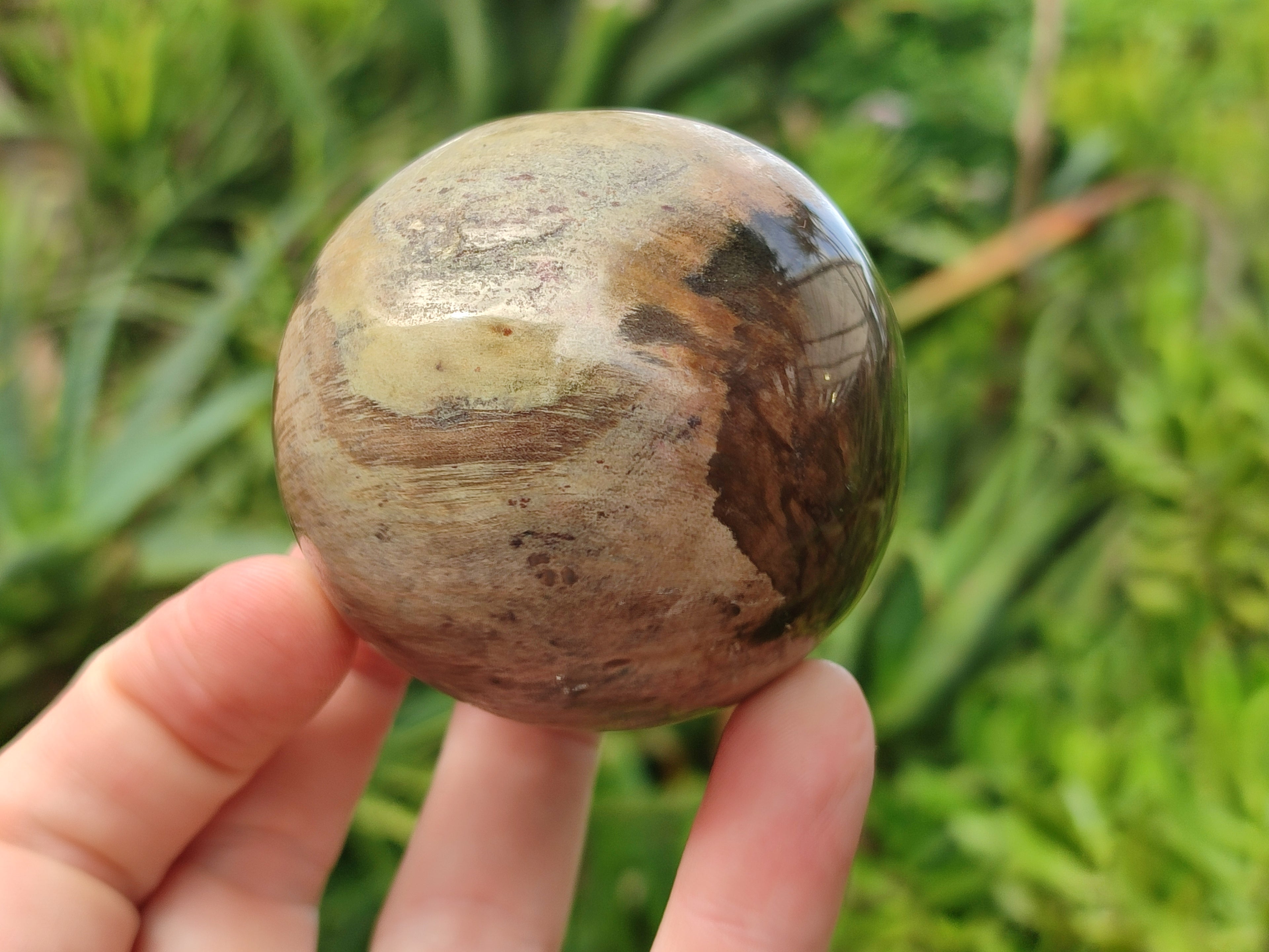 Polished Podocarpus Petrified Wood Spheres x 3 From Mahajanga, Madagascar - Toprock Gemstones and Minerals 