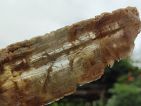 Natural Gypsum Specimens x 2 From Congo - Toprock Gemstones and Minerals 