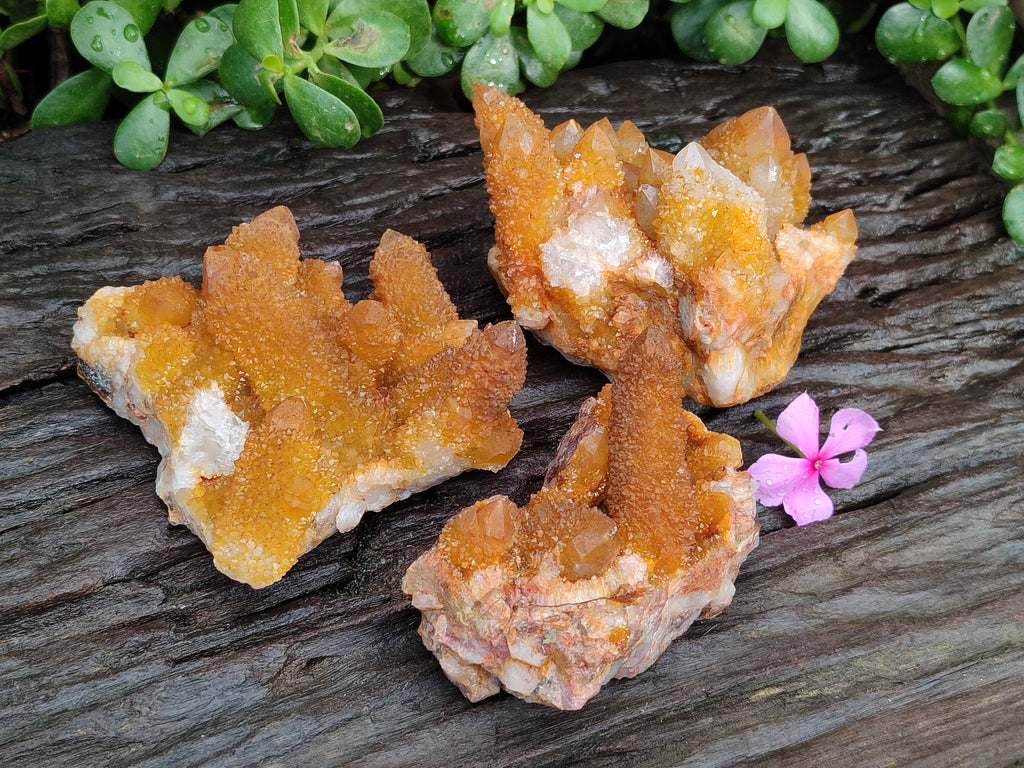 Natural Golden Solar Spirit Quartz Clusters x 3 From Boekenhouthoek, South Africa - Toprock Gemstones and Minerals 