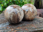 Polished Petrified Wood Spheres x 3 From Gokwe, Zimbabwe - Toprock Gemstones and Minerals 