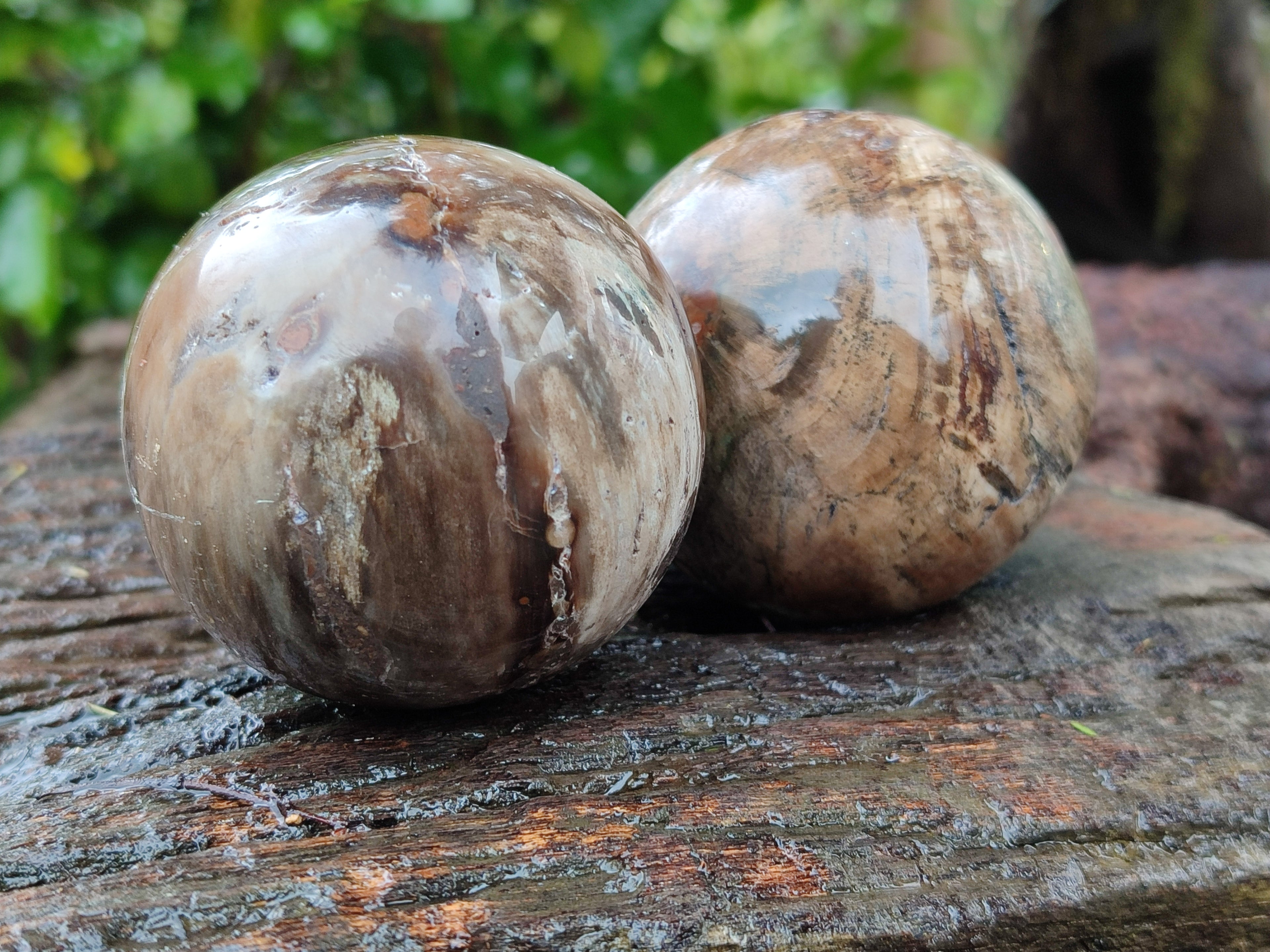 Polished Petrified Wood Spheres x 3 From Gokwe, Zimbabwe - Toprock Gemstones and Minerals 