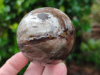 Polished Petrified Wood Spheres x 3 From Gokwe, Zimbabwe - Toprock Gemstones and Minerals 