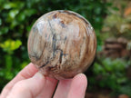Polished Petrified Wood Spheres x 3 From Gokwe, Zimbabwe - Toprock Gemstones and Minerals 