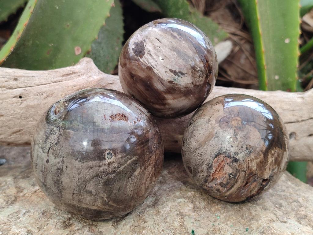 Polished Petrified Wood Spheres x 3 From Gokwe, Zimbabwe - Toprock Gemstones and Minerals 