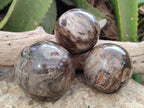 Polished Petrified Wood Spheres x 3 From Gokwe, Zimbabwe - Toprock Gemstones and Minerals 