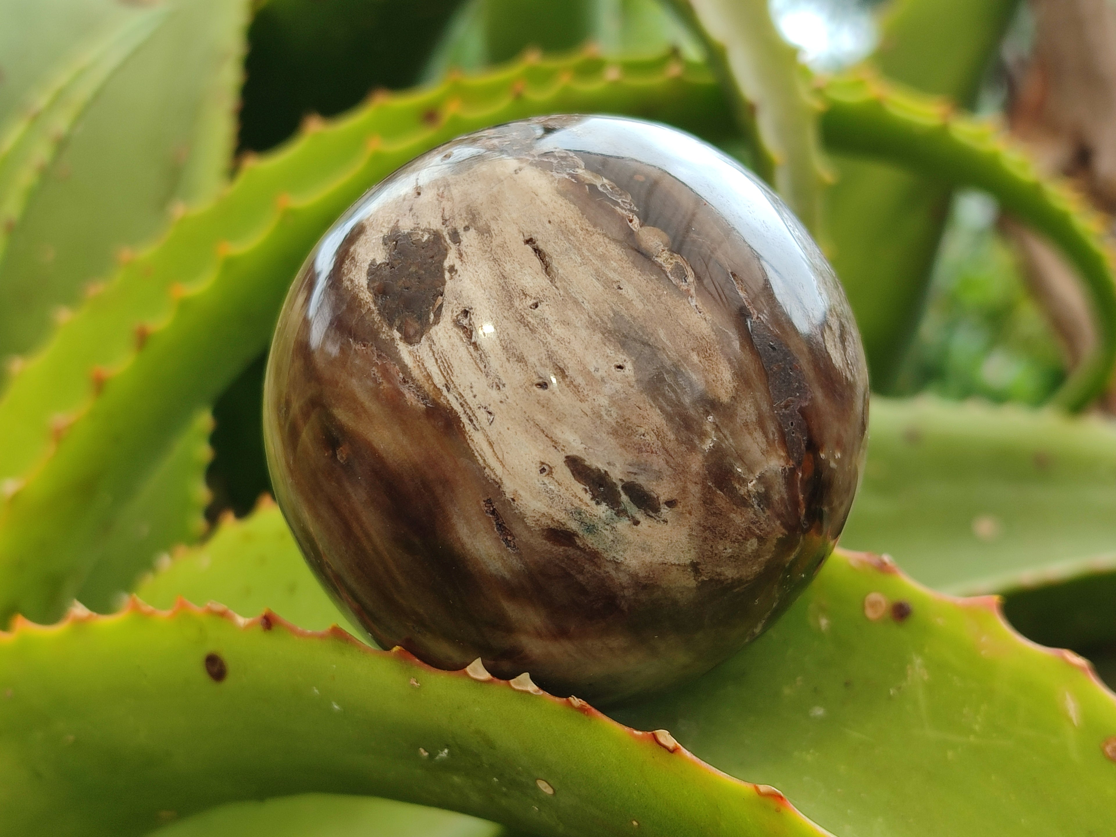 Polished Petrified Wood Spheres x 3 From Gokwe, Zimbabwe - Toprock Gemstones and Minerals 