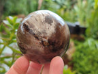 Polished Petrified Wood Spheres x 3 From Gokwe, Zimbabwe - Toprock Gemstones and Minerals 