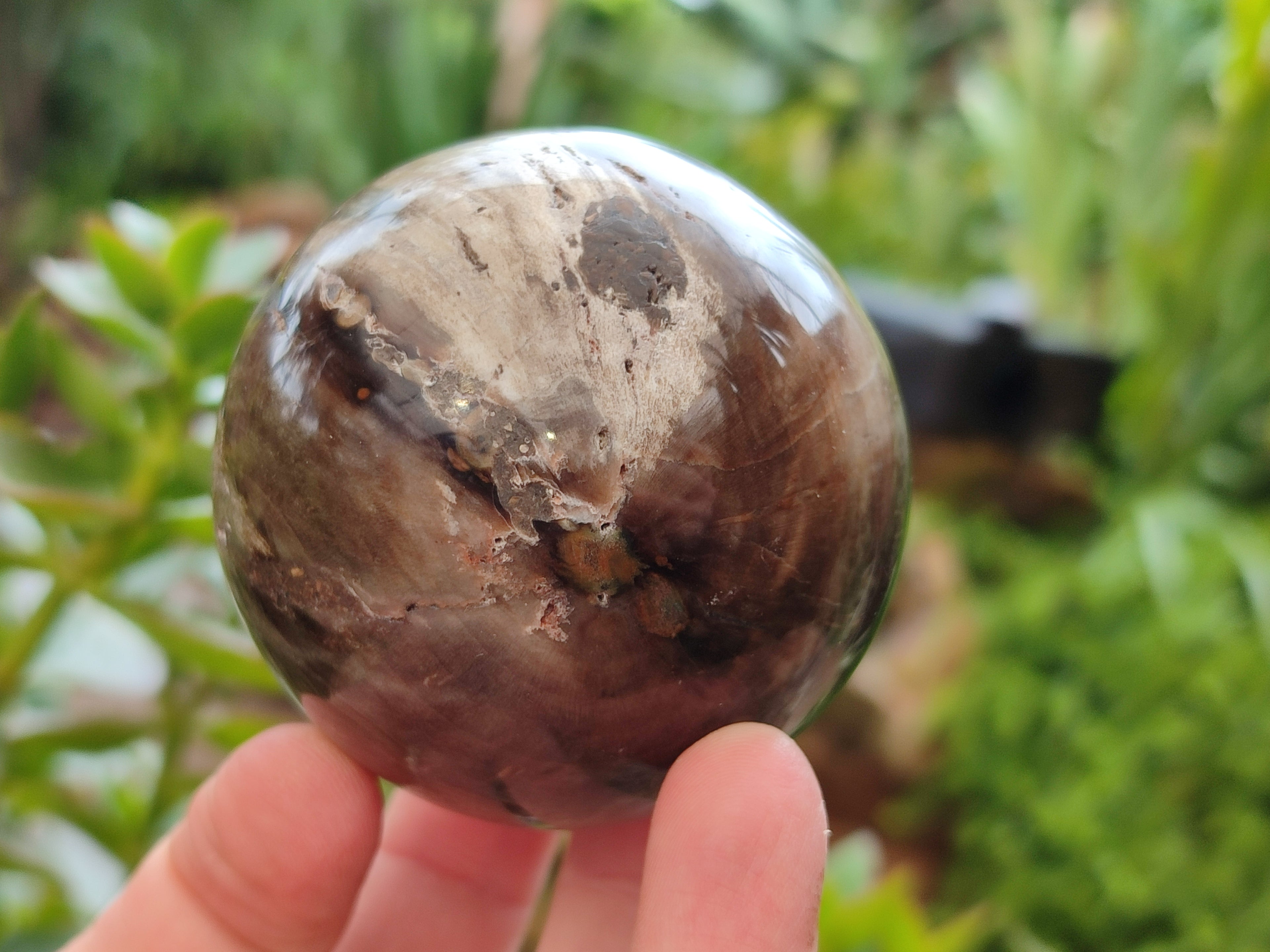 Polished Petrified Wood Spheres x 3 From Gokwe, Zimbabwe - Toprock Gemstones and Minerals 