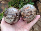 Polished Petrified Wood Spheres x 3 From Gokwe, Zimbabwe - Toprock Gemstones and Minerals 