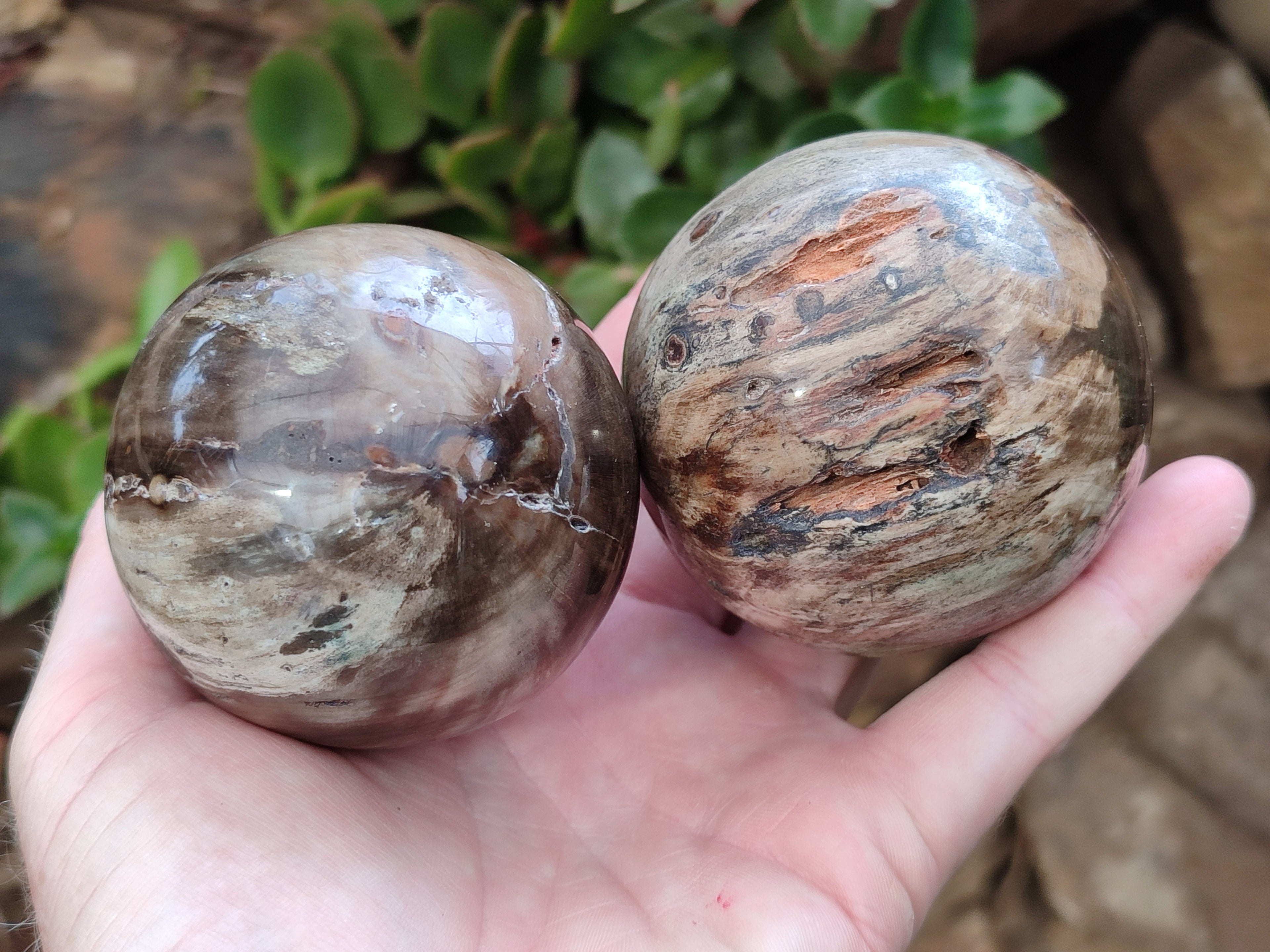 Polished Petrified Wood Spheres x 3 From Gokwe, Zimbabwe - Toprock Gemstones and Minerals 