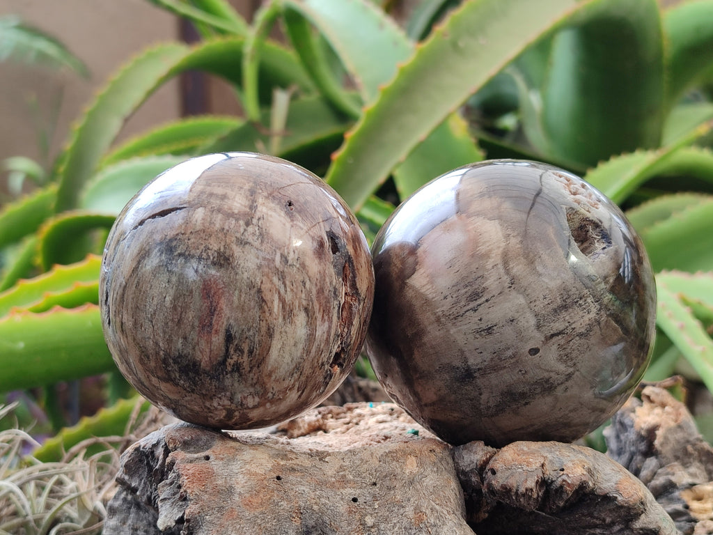 Polished Petrified Wood Spheres x 3 From Gokwe, Zimbabwe - Toprock Gemstones and Minerals 