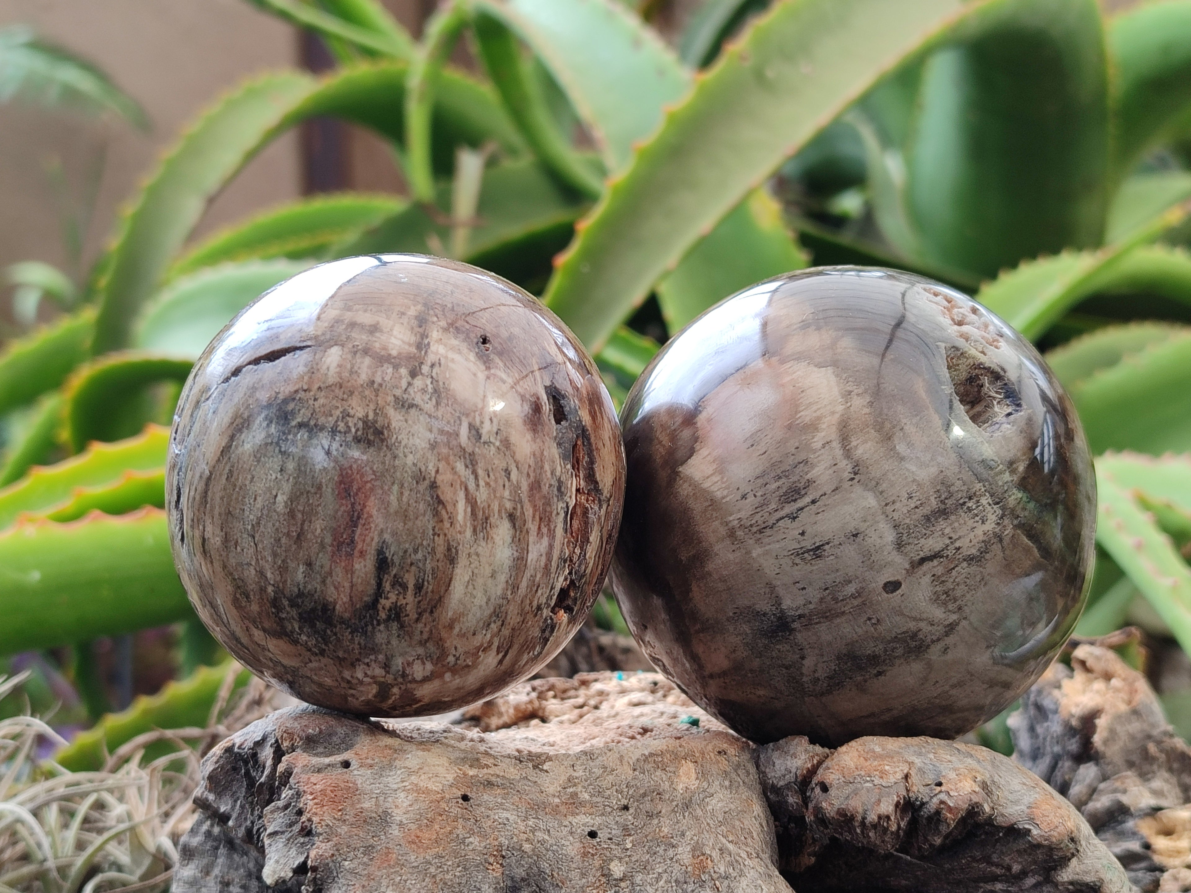 Polished Petrified Wood Spheres x 3 From Gokwe, Zimbabwe - Toprock Gemstones and Minerals 