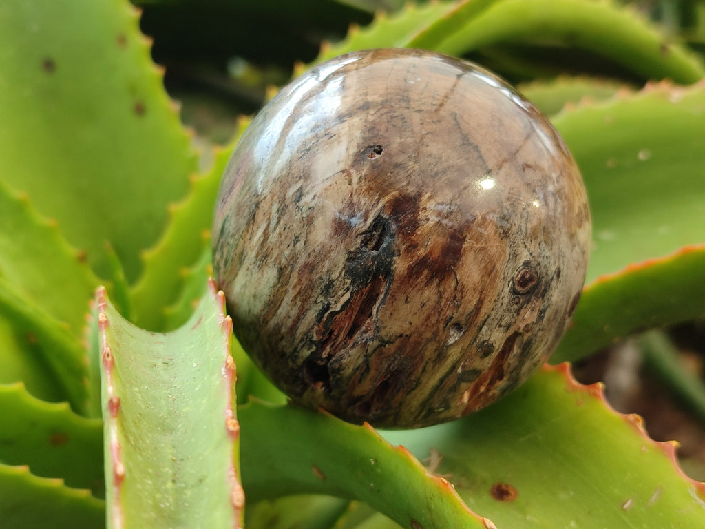Polished Petrified Wood Spheres x 3 From Gokwe, Zimbabwe - Toprock Gemstones and Minerals 