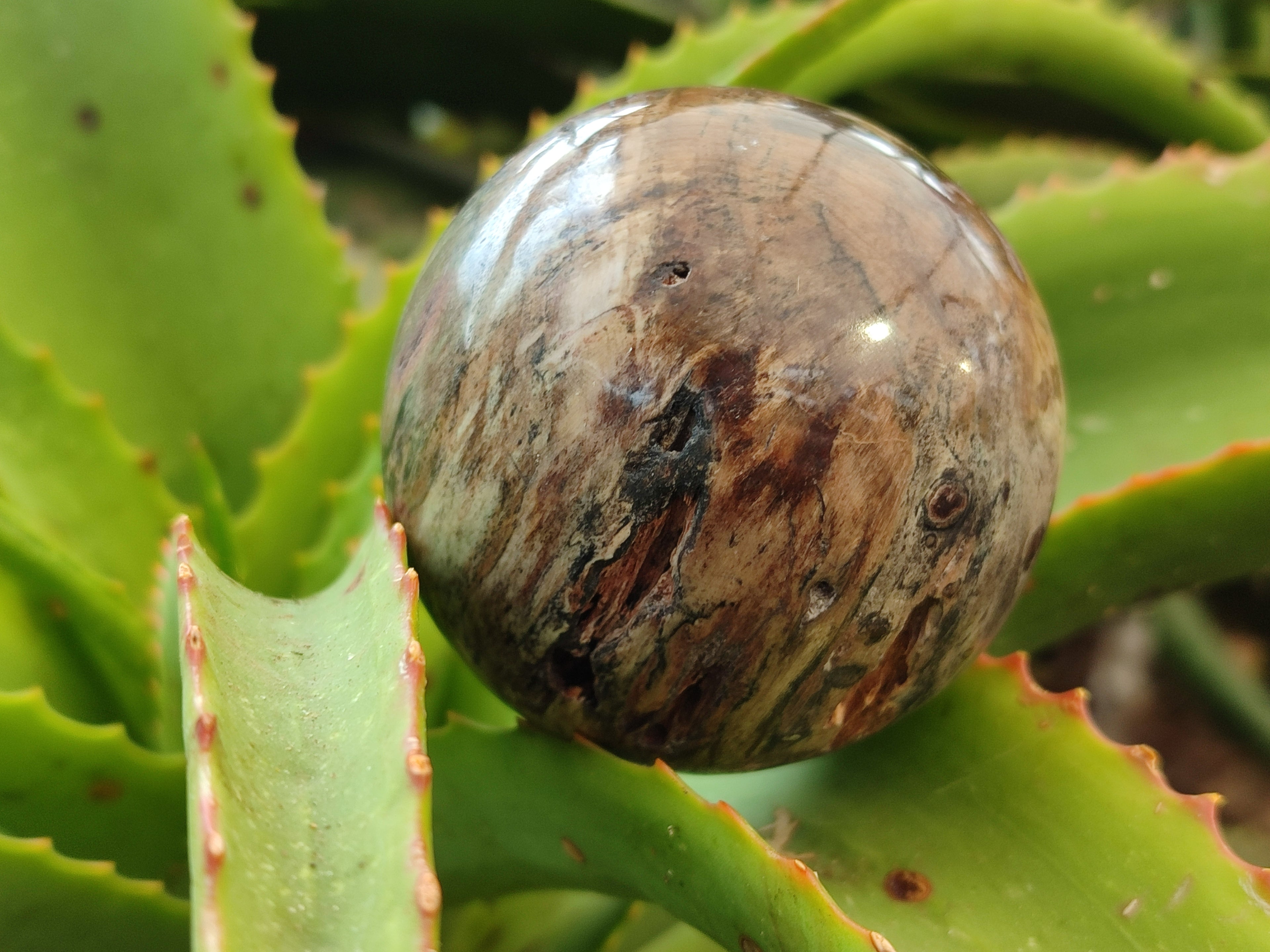 Polished Petrified Wood Spheres x 3 From Gokwe, Zimbabwe - Toprock Gemstones and Minerals 