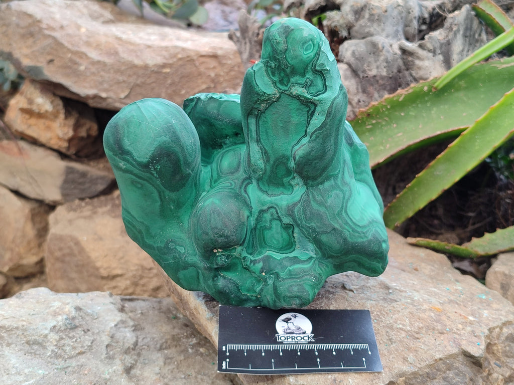 Natural Etched Silky Malachite Stalactite Specimen x 1 From Congo - Toprock Gemstones and Minerals 