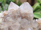 Natural Cactus Flower Spirit Quartz Clusters x 6 From South Africa - Toprock Gemstones and Minerals 