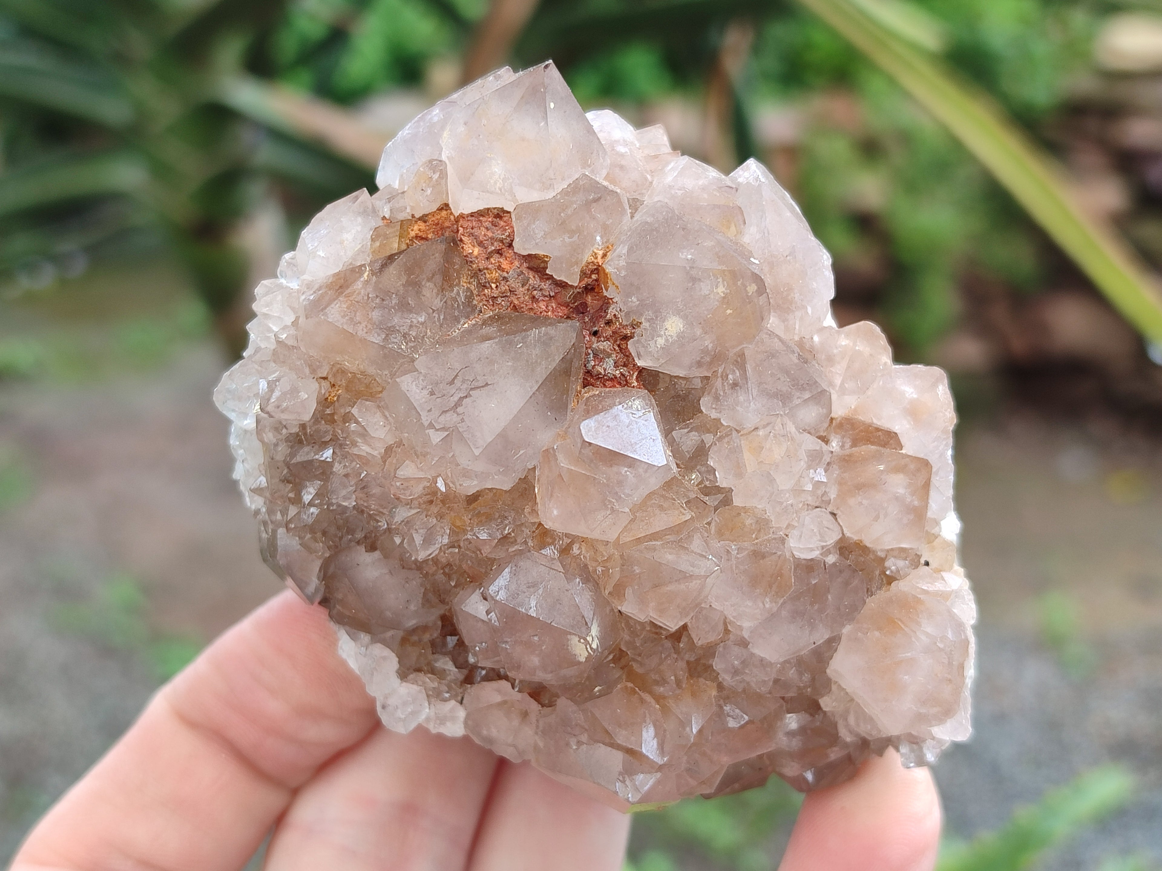 Natural Cactus Flower Spirit Quartz Clusters x 6 From South Africa - Toprock Gemstones and Minerals 