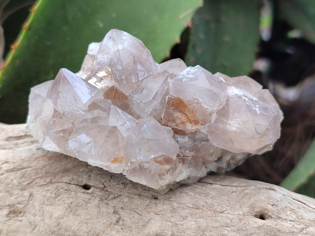 Natural Cactus Flower Spirit Quartz Clusters x 6 From South Africa - Toprock Gemstones and Minerals 