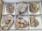 Natural Cactus Flower Spirit Quartz Clusters x 6 From South Africa - Toprock Gemstones and Minerals 