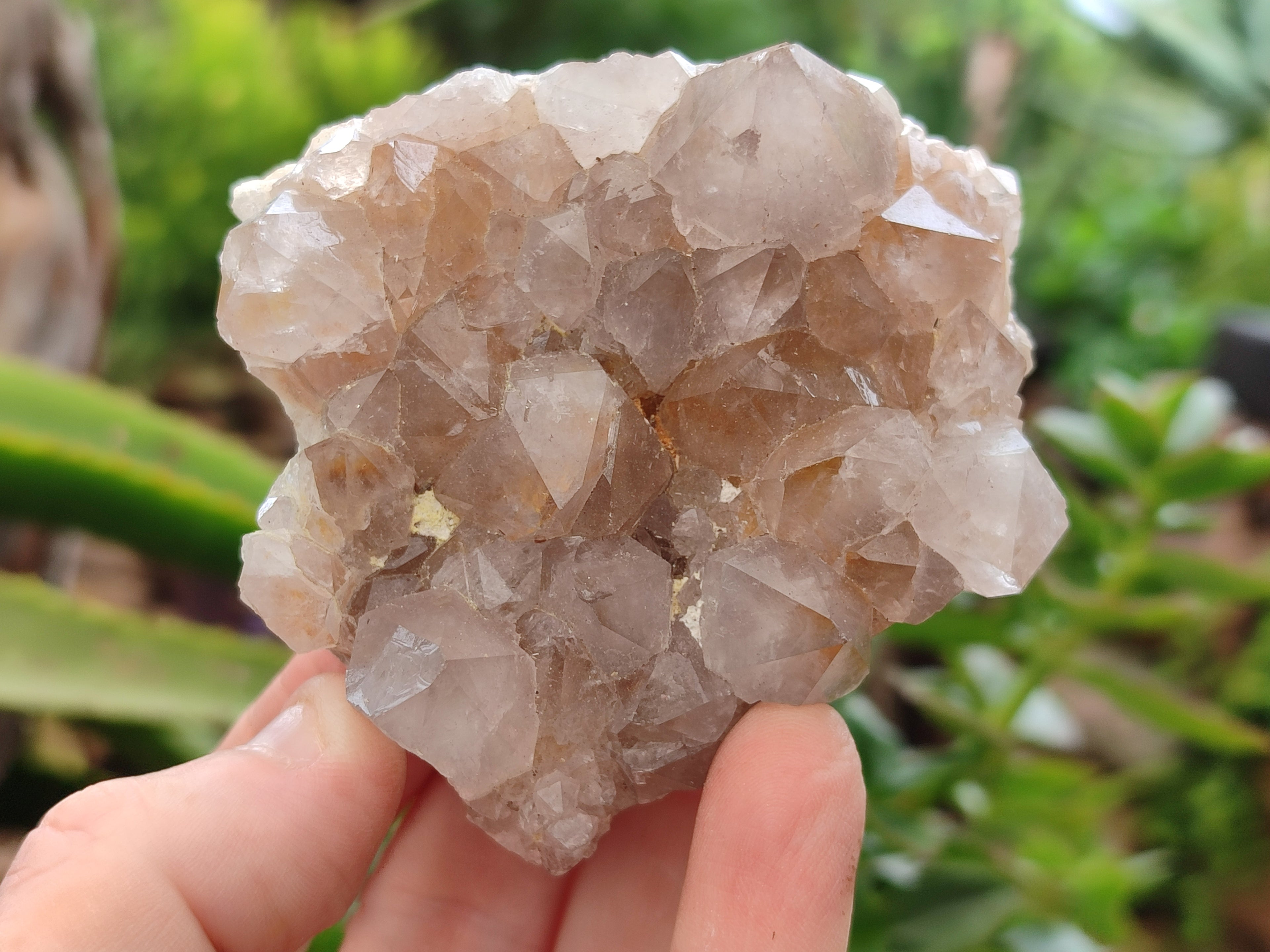 Natural Cactus Flower Spirit Quartz Clusters x 6 From South Africa - Toprock Gemstones and Minerals 
