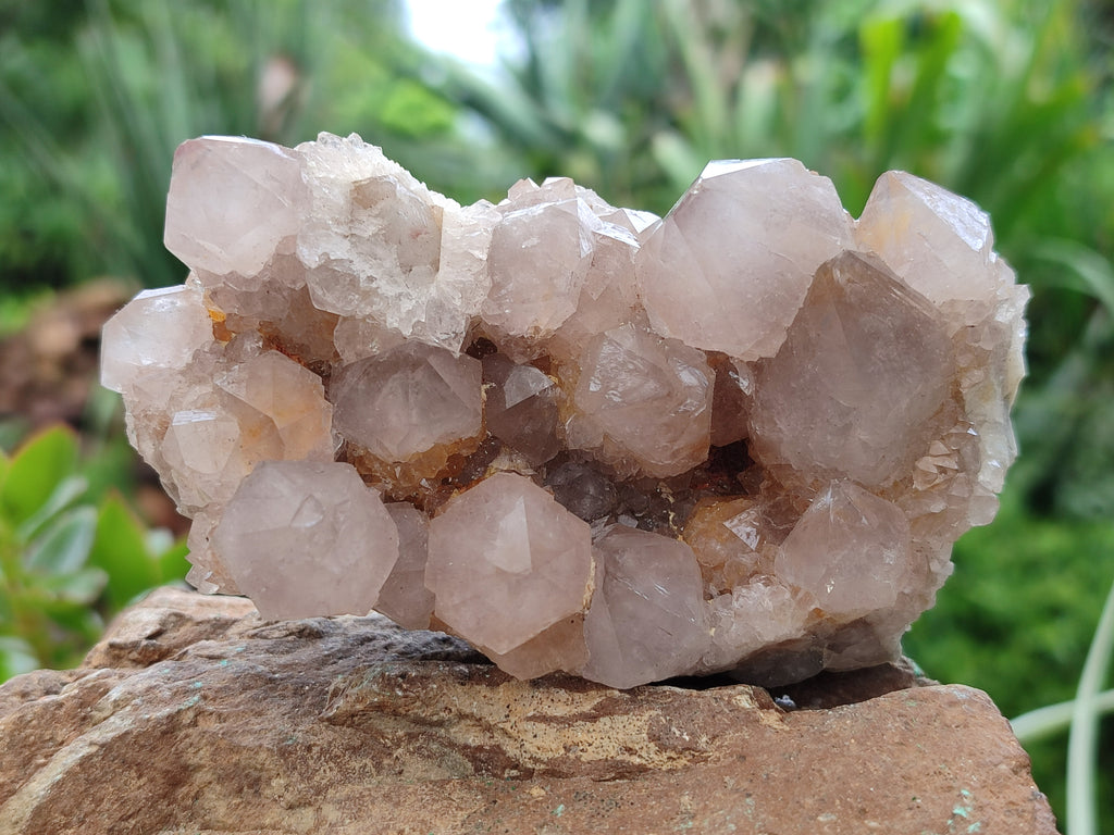 Natural Cactus Flower Spirit Quartz Clusters x 6 From South Africa - Toprock Gemstones and Minerals 